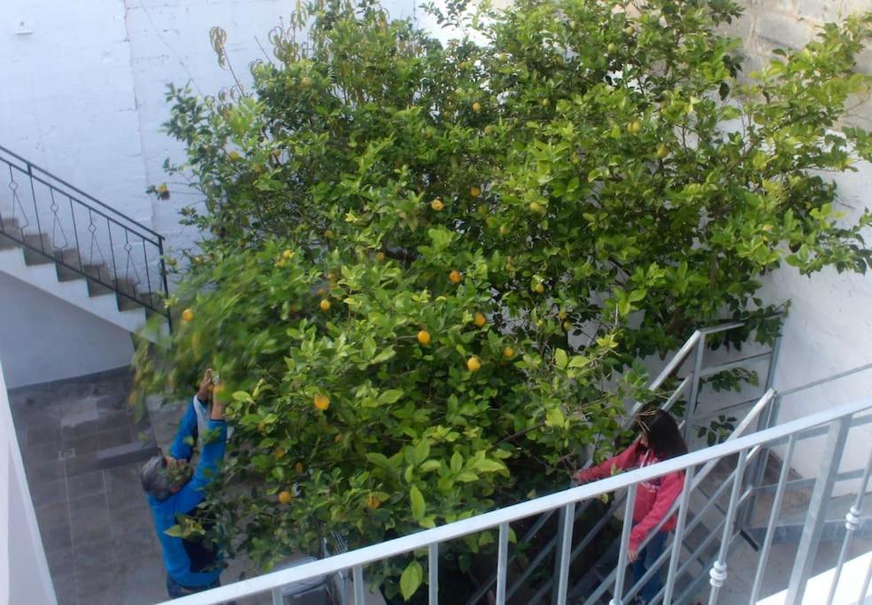 La Pergola Di Amalia *